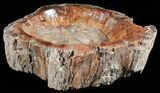 Wide Polished Petrified Wood Bowl - lbs #50947-2